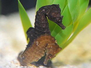 b109152252-nuovi-ospiti-all-acquario
