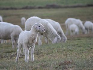 toscana-carnivora-come-lupi-per-agnelli