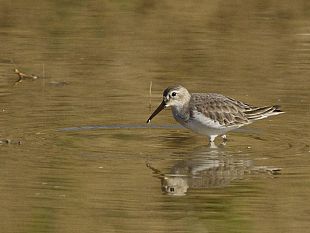 b111172156-sesto-fiorentino-un-nuovo-stagno-per-la-flora-e-la-fauna