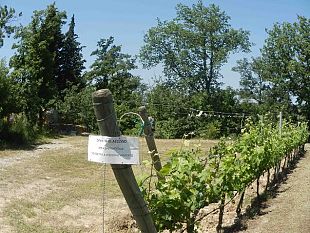 ungulati-appello-di-confagricoltura-toscana-al-futuro-governatore-toscano