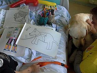 curare-con-laiuto-degli-animali-nuovi-corsi-alluniversita-di-pisa