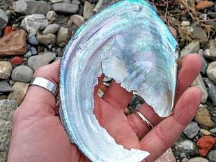 conchiglie-darno-testimoni-dell-ecosistema-alterato-dall-uomo