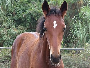 si-chiama-corri-la-vita-e-il-figlio-di-varenne