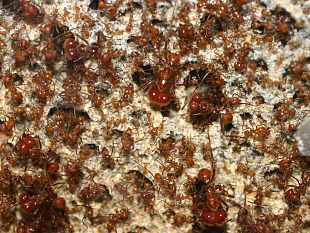 resistenza-agli-antibiotici-la-lezione-dei-batteri-plastici-alleati-delle-formiche-tropicali