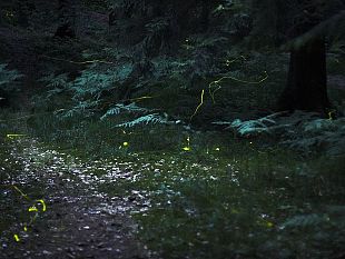 la-notte-delle-lucciole-grandi-e-piccini-nella-natura-di-vallombrosa