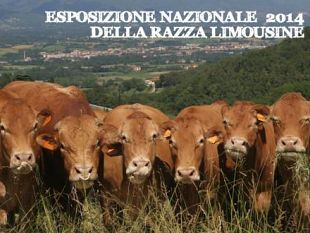 fiera-agricola-mugellana-dal-latte-alle-razze-pregiate