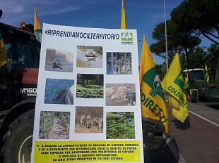 toscana-sotto-scacco-paura-nei-campi-e-in-citta-selvatici-in-aumento