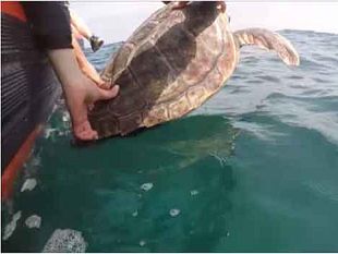 tartarughe-marine-al-via-la-campagna-2019-chi-trova-un-nido-trova-un-tesoro