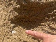 primo-nido-toscano-di-tartaruga-marina-della-stagione-2023