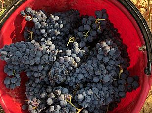 produzione-di-vino-chianti-novita-allorizzonte