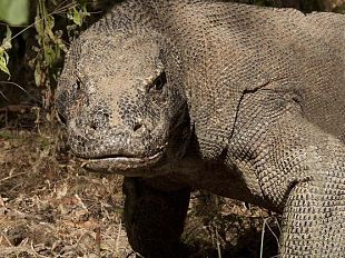 b401201431-progetto-di-ricerca-del-dipartimento-di-biologia-sul-varano-di-komodo