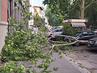 raffiche-di-vento-a-firenze-cade-albero-a-campo-di-marte