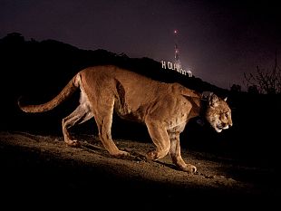 siena-awards-obiettivi-puntati-su-steve-winter-e-i-suoi-big-cats