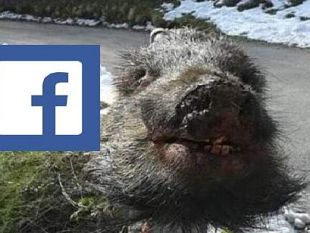 cinghiale-testa-mozzata-su-facebook-ira-degli-animalisti