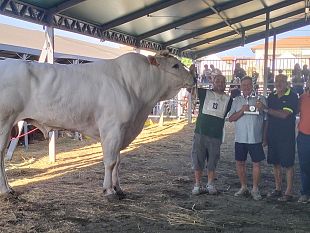 mostra-regionale-razza-chianina-vince-il-toro-iron