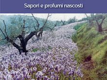 lepopea-del-giaggiolo-fiore-simbolo-di-firenze