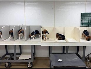 ancora-un-rinvio-per-il-divieto-di-sperimentazione-animale