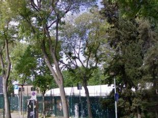 b003101225-affrico-nato-per-le-bocce-non-per-il-basket