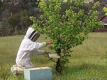 b208021425-crisi-anche-le-api-accusano-lo-spread