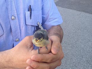 pulcino-di-cinciallegra-salvato-dalla-municipale