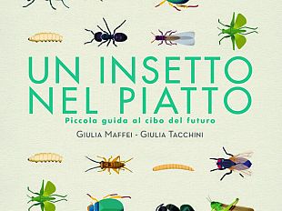 un-insetto-nel-piatto