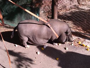 maiale-thailandese-di-100-chili-a-spasso-per-via-di-legnaia