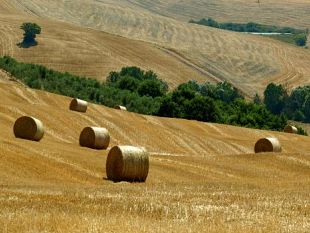 agricoltura-riconoscimento-ufficiale-per-il-distretto-rurale-della-toscana-del-sud