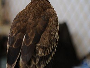 b111272050-belli-e-rapaci-falchi-e-falconieri-a-mondo-caccia