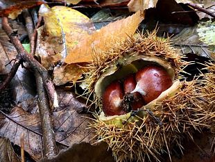 video-lettura-per-rievocare-le-veglie-nei-seccatoi-di-castagne-a-raggiolo