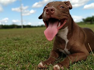 cani-senza-guinzaglio-nelle-aree-verdi-nuove-multe-a-firenze