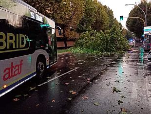 cadono-troppi-alberi