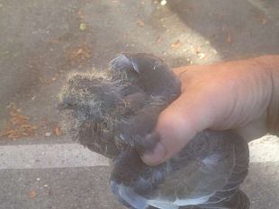 abbattimento-alberi-nuove-interrogazioni