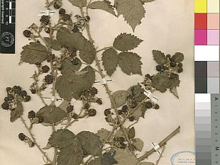 lo-scrigno-delle-erbe-tropicali-compie-100-anni