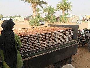 veterinari-toscani-nei-campi-profughi-saharawi