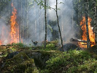 incendi-due-terzi-degli-ettari-andati-in-fumo-sono-boschi