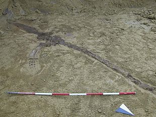 b101211432-ritrovato-lo-scheletro-fossile-di-un-cetaceo-pliocenico