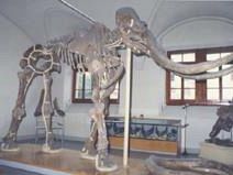 a702022346-museo-di-storia-naturale-record-di-visitatori