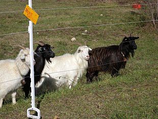 b107261456-il-taglio-dell-erba-affidato-alle-capre-del-cashmere-di-radda