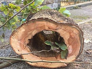 prato-parte-la-lotta-al-tarlo-asiatico