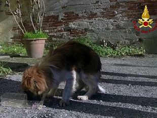 lucca-tratto-in-salvo-un-cane