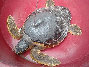 proteggere-le-tartarughe-marine-seguendone-le-rotte-con-i-satelliti