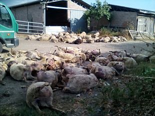 lupi-in-toscana-salvaguardia-degli-allevatori