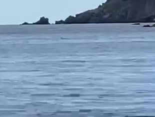 la-foca-monaca-e-davvero-presente-allisola-di-capraia