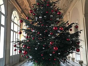 al-presidente-della-repubblica-2-abeti-di-natale-della-foresta-delle-montagne-fiorentine