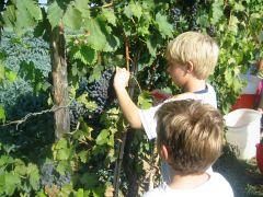 a709201514-festa-della-vendemmia-sabato-la-tradizionale-svinatura-alla-coop-agr-legnaia