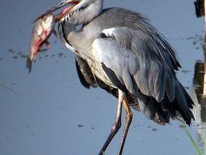 a702142336-visite-guidate-nel-padule-di-fucecchio-primavera-2007