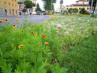 b110251452-invasioni-botaniche-i-fiori-in-citta