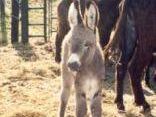 a505121410-piu-di-cento-esemplari-di-asini-delle-razze-italiane-ed-anche-simpaticissimi-incroci-per-la-prima-volta-ad-un-raduno-di-asinari-in-italia-in-programma-sabato-28-e-domenica-29-maggio-a-grosseto