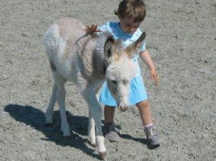 a610131305-a-san-salvi-domenica-15-ottobre-ritorna-la-fattoria-degli-animali