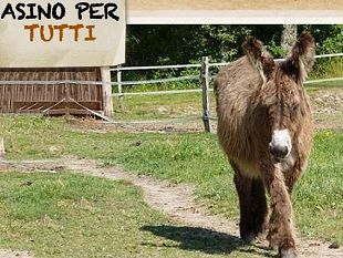 b308231616-autismo-un-percorso-onoterapico-per-i-giovanissimi